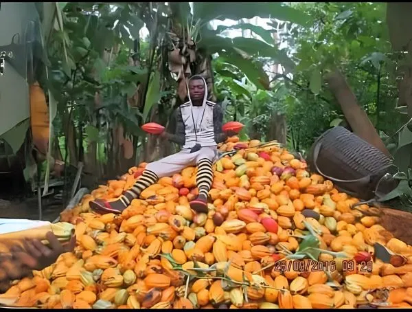 COCOA Fruits Harvested in Our Farm