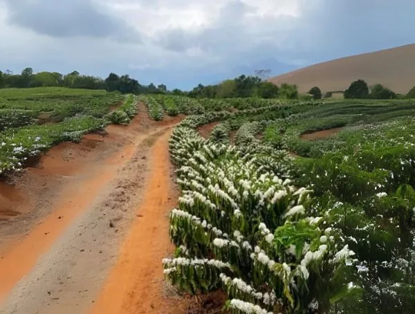 Coffee Plantation