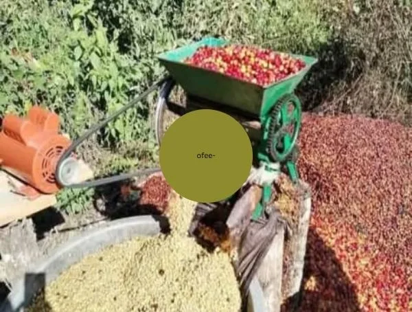 Processing of Coffee seeds