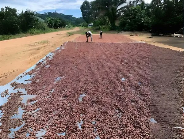 Drying of COCOA BEANS in the sun