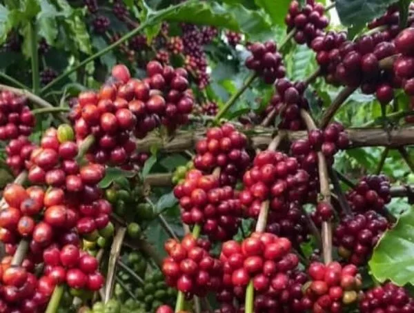 Fresh Coffee in a Coffee Farm