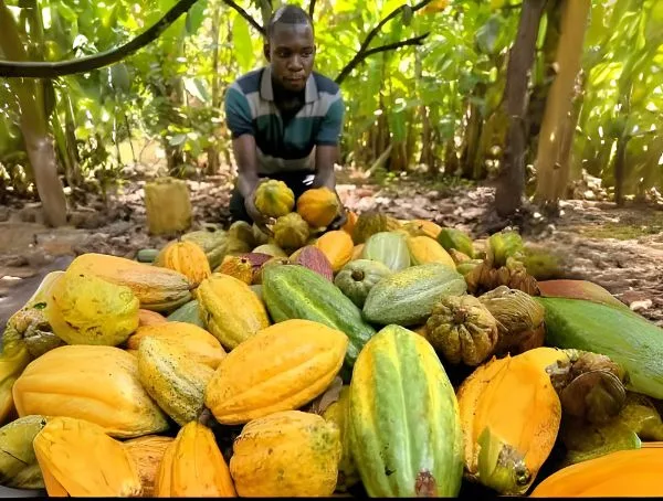 Harvested COCOA Fruits in our Farm