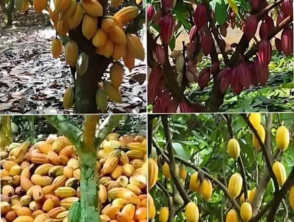 Riped COCOA in a Cocoa Farm