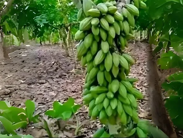some Unripe COCOA in our farm