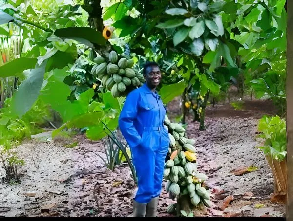 Workman in the COCOA FARM