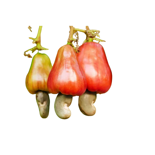 Premium African Cashew Nuts